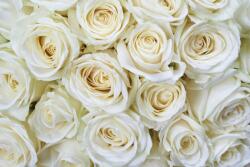 Fehér rózsafejek, poszter tapéta 375*250 cm (MS-5-0137)