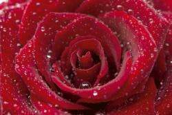 Vízes vörös rózsa, poszter tapéta 375*250 cm (MS-5-0138)