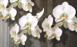 Fotótapéta Orchidea fehér 2 XL (83771)