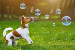 DOG COMETS Buborékfújó kutyajáték (7541)