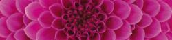 Rózsaszín virág, konyhai matrica hátfal, 260 cm (DMKI260-049)