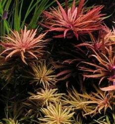 INVITAL Limnophila hippuroides (IN-VITRO pohár Ø 7 cm)