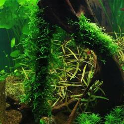 INVITAL Spiky moss (Taxiphyllum sp. ) (IN-VITRO pohár Ø 7 cm)