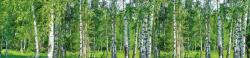 Nyírfaerdő, konyhai matrica hátfal, 260 cm (DMKI260-044)