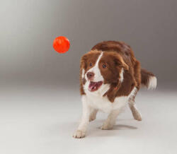 LIKER narancssárga labda kutyáknak (5 cm) (152299)