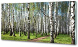Wallmuralia. hu Konyhapanel Nyírfa erdő 140x70 cm