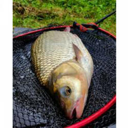 Nytro Cap Minciog Nytro Latex Big Fish 40cm 8.5mm
