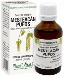 PlantExtrakt Extract din amenti de MESTEACAN PUFOS, 50 ml