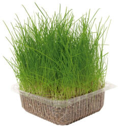 Nayeco Iarba pisicii Nayeco - 100g