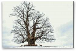  Gyémántszemes festmény - Magányos fa Méret: 40x60cm, Keretezés: Keret nélkül (csak a vászon), Gyémántok: Kerek