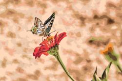  Festés számok szerint - Pillangó piros virágon Méret: 40x60cm, Keretezés: Keret nélkül (csak a vászon)