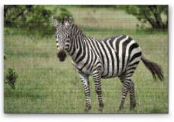  Gyémántszemes festmény - Zebra a vadonban Méret: 40x60cm, Keretezés: Keret nélkül (csak a vászon), Gyémántok: Négyzet alakú