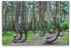 Gyémántszemes festmény - Görbe erdő, Lengyelország Méret: 40x60cm, Keretezés: Műanyagtáblával, Gyémántok: Négyzet alakú