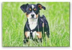  Gyémántszemes festmény - Kutyus a fűben Méret: 40x60cm, Keretezés: Műanyagtáblával, Gyémántok: Kerek