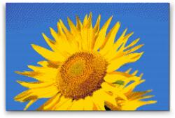  Gyémántszemes festmény - Kék ég és napraforgó Méret: 40x60cm, Keretezés: Keret nélkül (csak a vászon), Gyémántok: Kerek