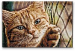  Gyémántszemes festmény - Cica kerítésnél Méret: 40x60cm, Keretezés: Keret nélkül (csak a vászon), Gyémántok: Négyzet alakú