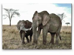 Gyémántszemes festmény - Elefántkölyök az anyjával Méret: 40x60cm, Keretezés: Fatáblával, Gyémántok: Négyzet alakú