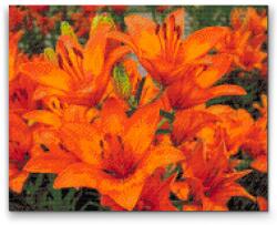  Gyémántszemes festmény - Narancssárga liliom Méret: 40x50cm, Keretezés: Műanyagtáblával, Gyémántok: Kerek