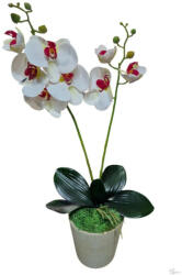 Bloomi Cserepes gumi orchidea (fehér piros) (258312)