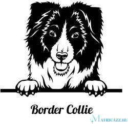  Border collie matrica 11