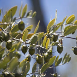 Jojoba Olaj 100 ml - Az Egészség és Szépség Elixírje