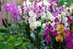  Orchidea illatolaj 50 ml