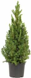 Picea Glauca conica cukorsüvegfenyõ P13