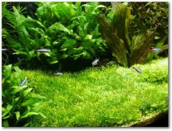 INVITAL Riccia fluitans (Pohár Ø 8 cm)