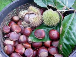 Pom Fruct Tismana (Castan comestibil) (PF)