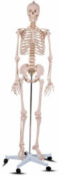 Timeless Tools életnagyságú Anatómiai Csontváz modell állvánnyal, (HOP1001167)