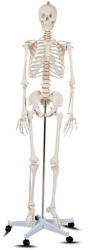 Timelesstools Model schelet anatomic uman cu suport (HOP1001167)