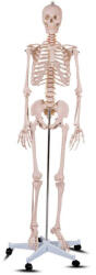 Timelesstools Anatómiai csontváz modell állvánnyal (HOP1001167)