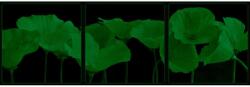  Set tablou fosforescent Maci portocalii 30 cm x 30 cm