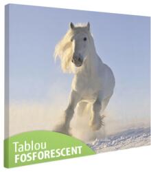 Tablou fosforescent Cal alb fotografie 40 cm x 40 cm
