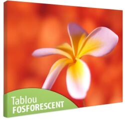 Tablou fosforescent Floare de frangipani 30 cm x 20 cm