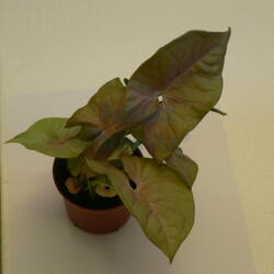 Nyíllevél - rózsaszín változat (Syngonium podophyllum)