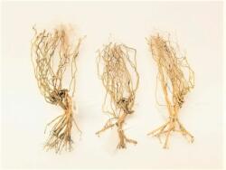 AquaNet Desert Tree fa 20-30 cm (AQNDEK7294)
