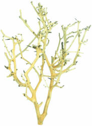 AquaNet Coral Tree fa S / 10-20 cm