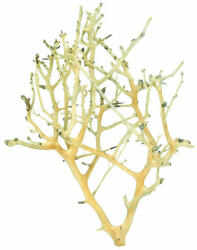AquaNet Coral Tree fa M / 20-30 cm (AQNDEK7532)
