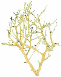 AquaNet Coral Tree fa M / 20-30 cm
