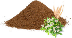 Manu Cafe Cafea de cicoare cu spelta și brahmi, 500g
