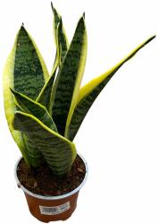  Sansevieria szobanövény kb. 15-20 cm magas