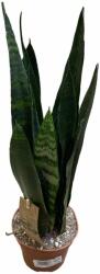  Sansevieria szobaövény 20/25 cm, 10 cm-es cserépben