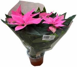  Poinsettia rózsaszín mikulásvirág 13 cm-es cserépben, kb. 20-25 cm magas
