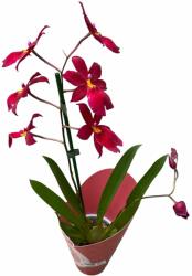  Orchidea cserépben, bordó