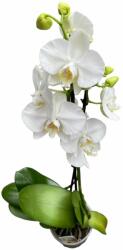  Phalaenopsis orchidea fehér, műanyag cserépben