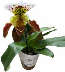 Paphiopedilum orchidea műanyag cserépben