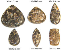 Cabochon Fosil Agata Turritella - Picatura - Oval - Dreptunghi - 30-24x15-41x4-8 mm - 1 Buc