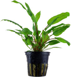 Tropica növény - Cryptocoryne wendtii ''green (33-109)