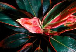 Tablou Canvas Vivid Colors Of Tropical Plant, 80x50cm, tabloucanvas544 (tabloucanvas544/50x80cm)
